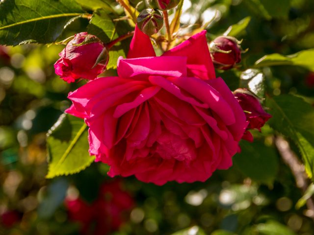 2019.05.22-Gradina-Botanica-053