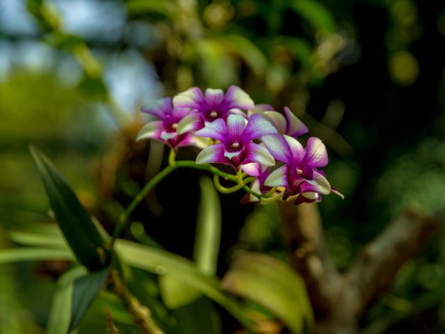 2019.05.29-Gradina-Botanica-100