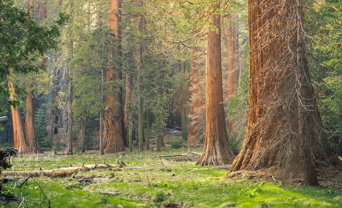 arborele anului 2020 unibuc slider