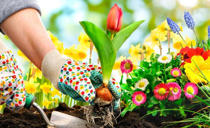 curatenie gradina botanica 2020 ub slider