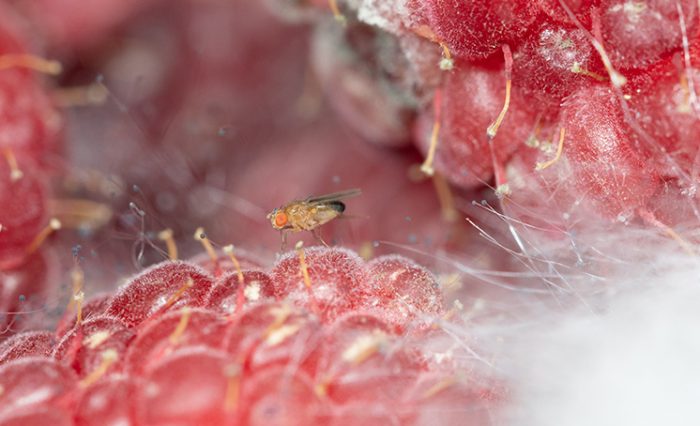 secventiere drosophila unibuc ub