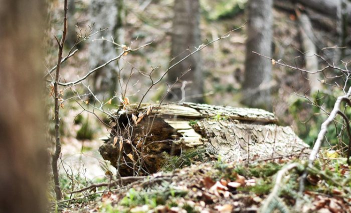 Proiect LIFE Nature stire