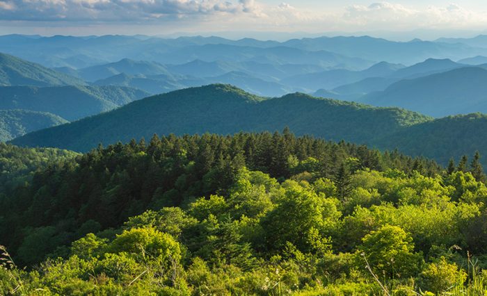 Nature and eye - STIRE