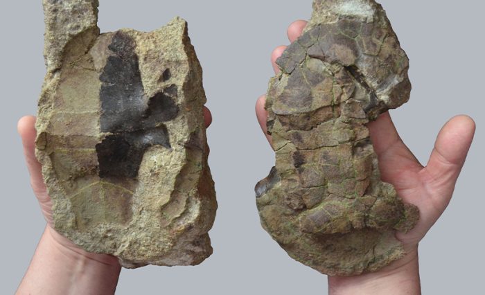 Descoperire paleontologica - STIRE