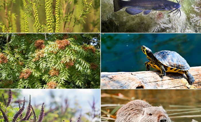 știre specii invazive Gradina Botanica