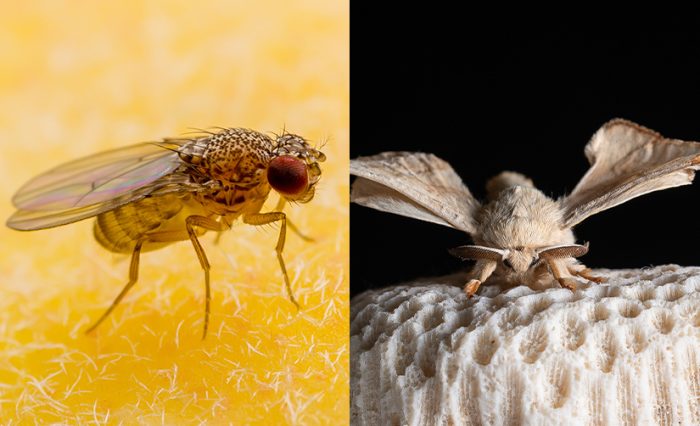 Adrian Ionașcu, Premiile Senatului - STIRE