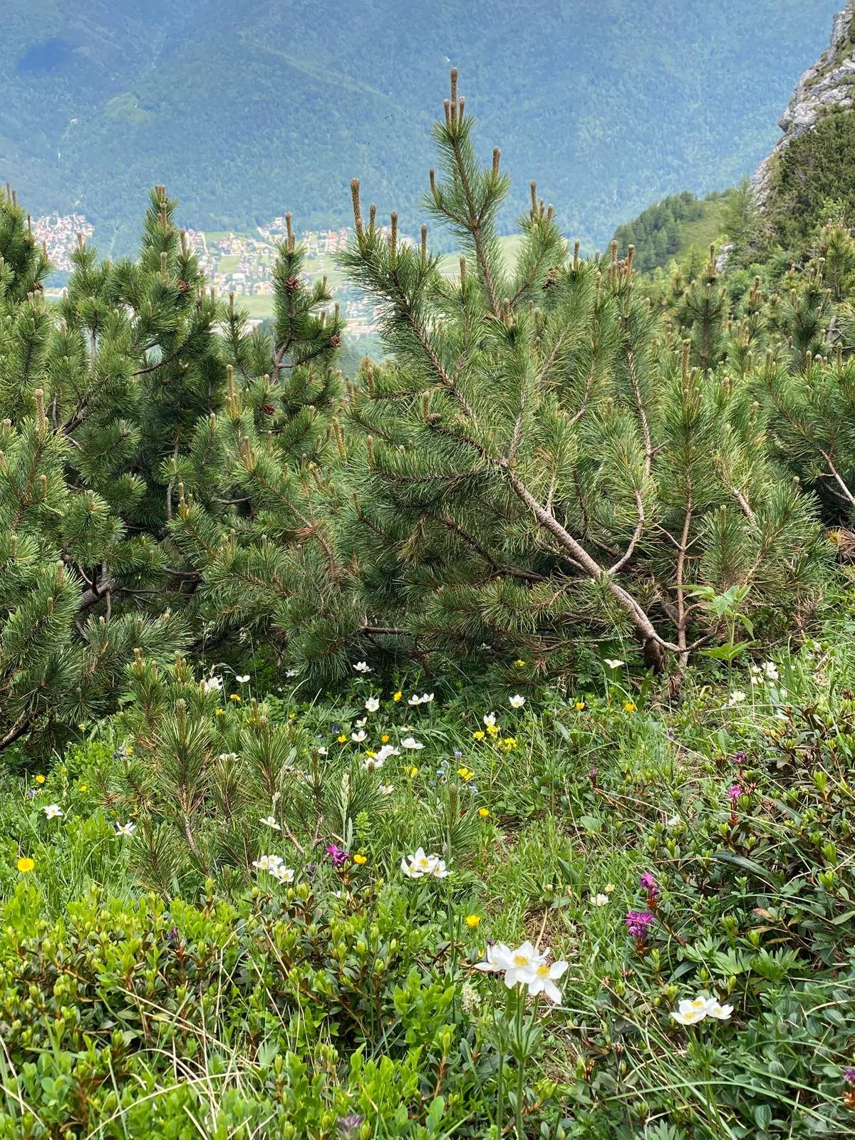 Aplicație_practică6