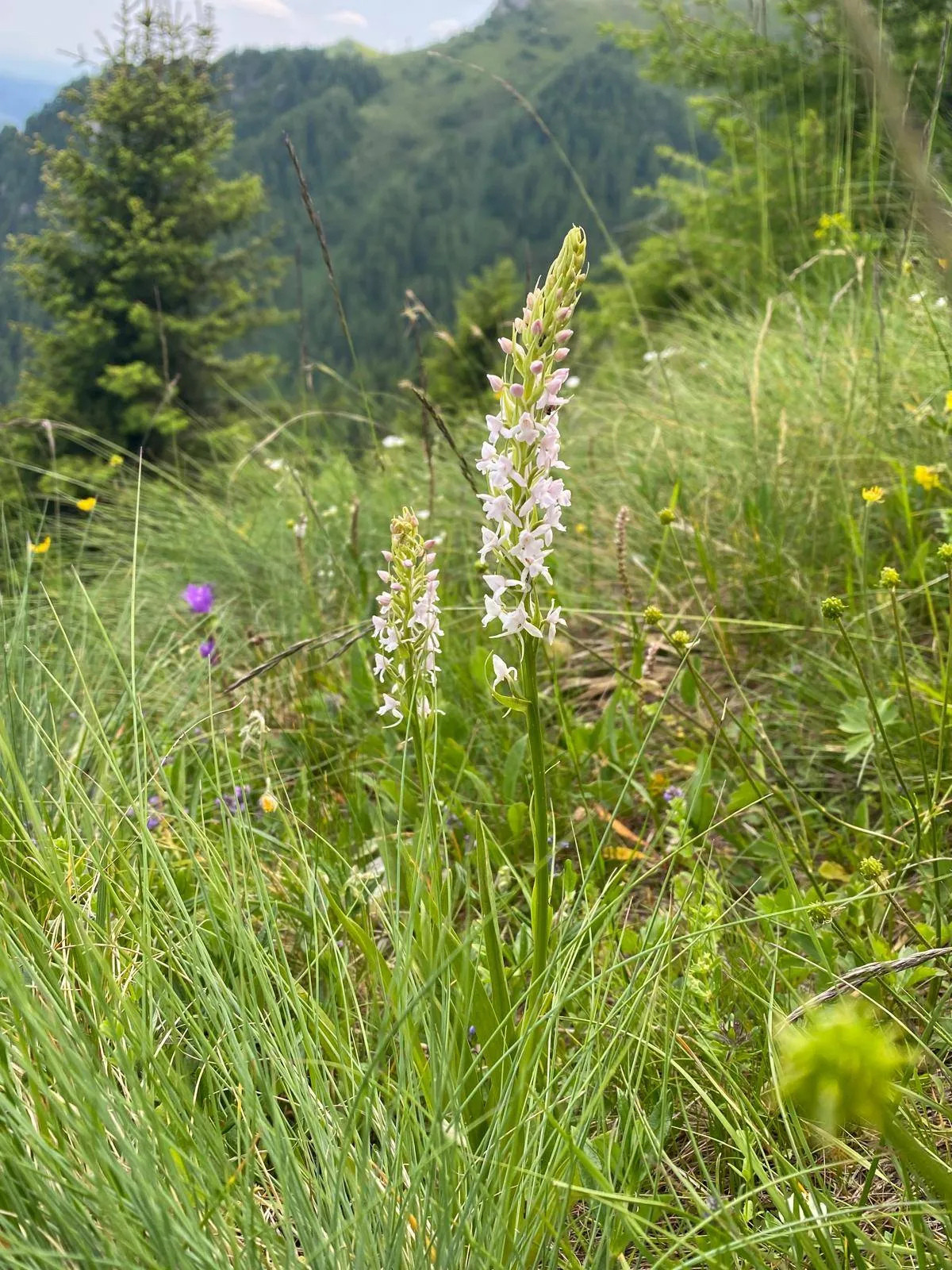 Aplicație_practică7