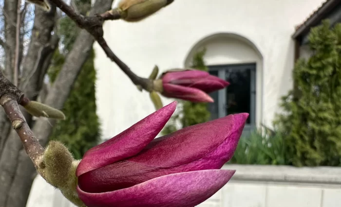 Design fără titlu (70)