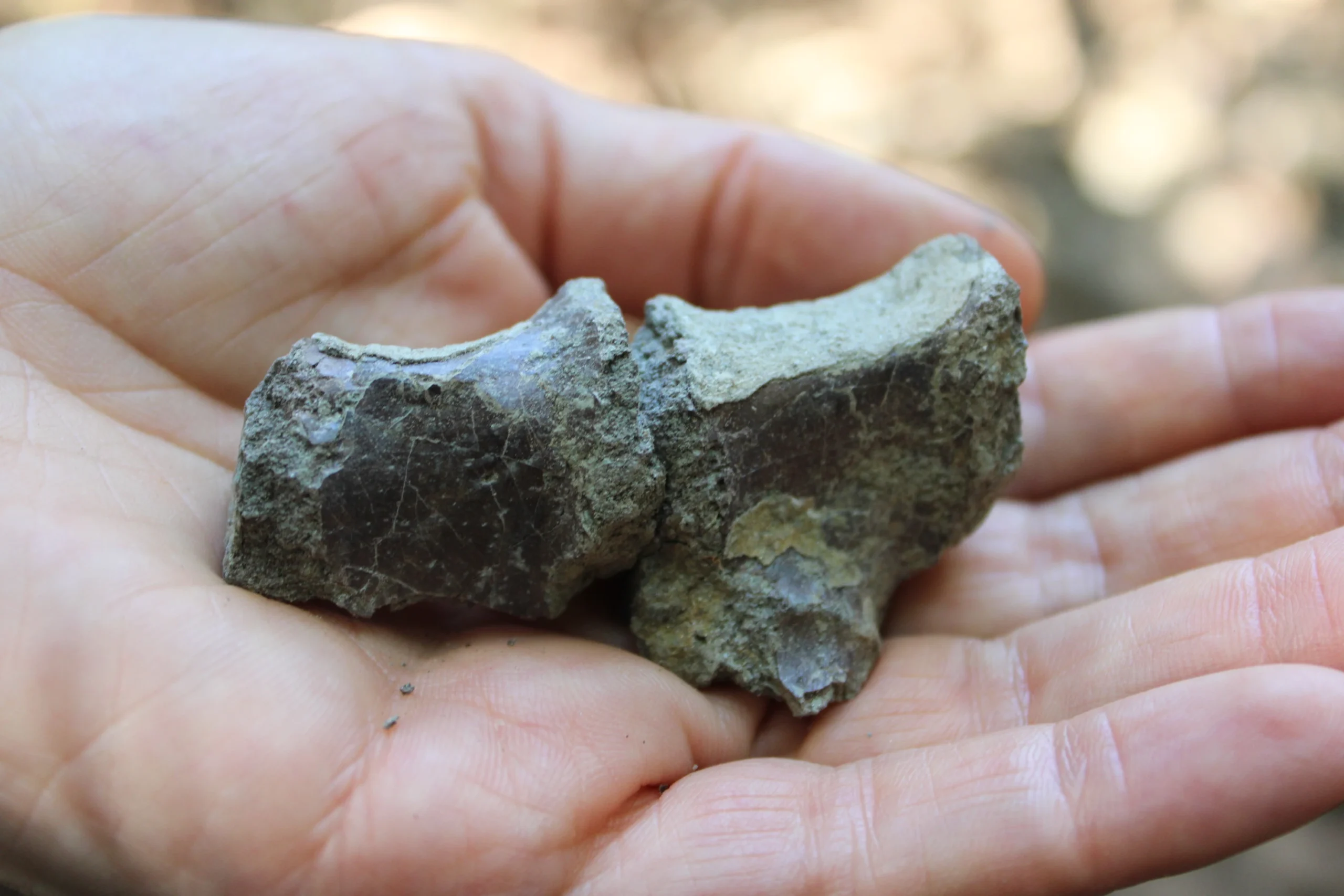 GIUTH_paleontologi Rachitova_02092026_2